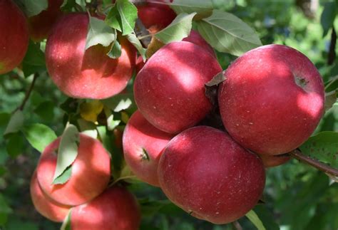 idared apple tree