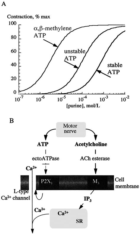 A Dose Response Curves To Adenosine Triphosphate Atp And