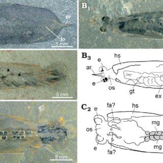 Of Both Species Collected By Rom Crews According To Stratigraphic