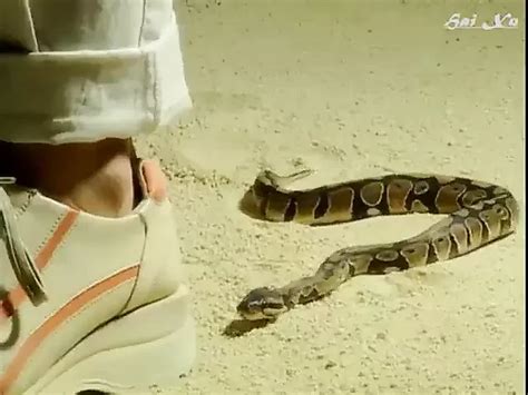 Free Cleopatra Porn Videos Xhamster