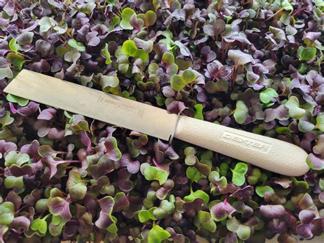Wenatchee Microgreens | Wenatchee WA