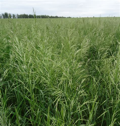 Трава Костер Фото – Telegraph