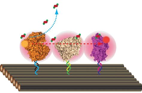 Biomimetic Assembly Of Multienzyme Reactions On Dna Nanostructures