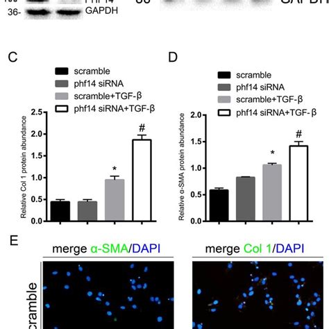 Phf Directly Represses The Transcription Of Pdgfr Nrk F Cells