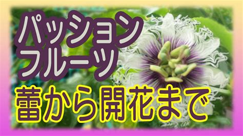 【パッションフルーツ】蕾から開花までの動画早送り I Took A Video From The Bud Of Passion