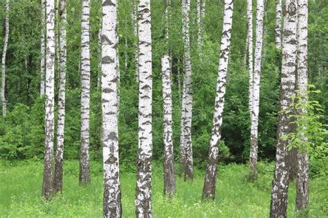 As árvores De Vidoeiro Bonitas a Casca De Vidoeiro Branco No Bosque