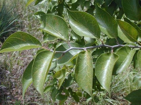 Maclura Pomifera Osage Orange Leaf