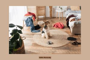 Do Wirehaired Terriers Shed Kritter Kommunity