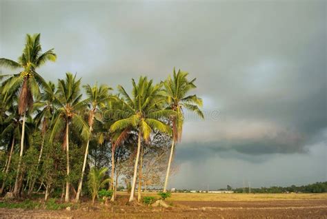 Scenery At Paddy Field And Coconut Tree During Cloudy Evening Stock