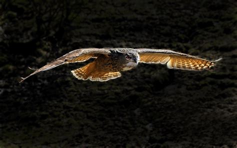 🔥 [40+] Owl Flying Wallpapers | WallpaperSafari