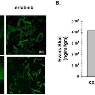 A Nude Mice Were Injected Subcutaneously In The Flank With SQ20B