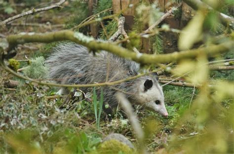 The Essential Guide to Choosing and Using Possum Traps for Effective ...