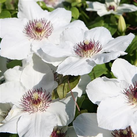 Clematis Boulevard® Ninon™ P