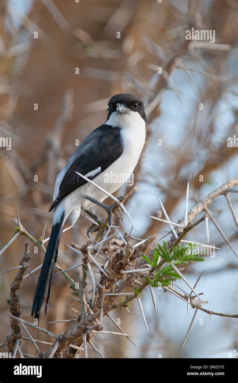 African Long Tailed Shrike Hi Res Stock Photography And Images Alamy