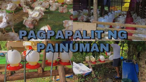 usual na pagpapalit ko ng painuman ng mga manok daily life