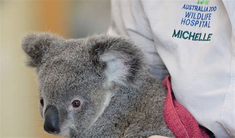 Video Peta The Koalas Physiotherapy Australian Geographic