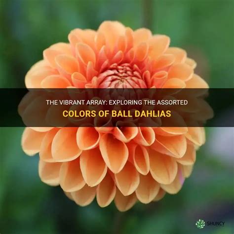 ball dahlias color palette red orange yellow pink white  bi