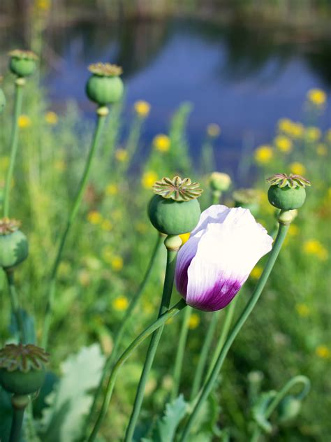 Free Images Nature Grass Field Meadow Prairie Flower Green