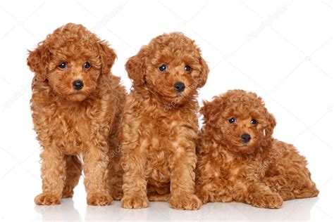 Group Of Toy Poodle Puppies Stock Photo By Fotojagodka