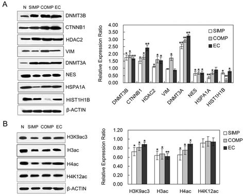 Western Blot Analysis To Validate Differentially Expressed Proteins Download Scientific