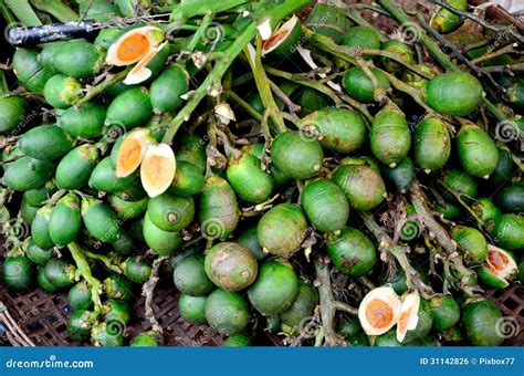 Betel palm nut fruit stock photo. Image of plant, fruit - 31142826