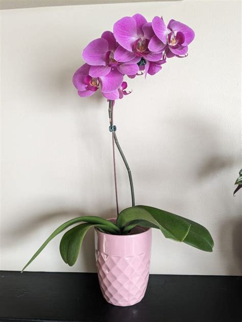 Indoor Orchid Care Tips from Indoor Plant Care