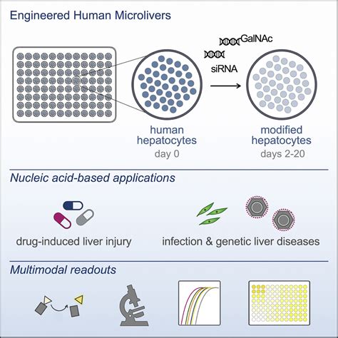 Improving Drug Discovery By Nucleic Acid Delivery In Engineered Human