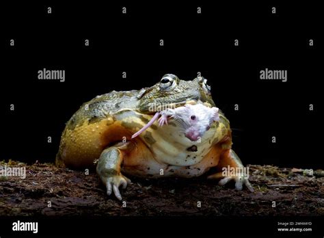 Frog mouse hi-res stock photography and images - Alamy