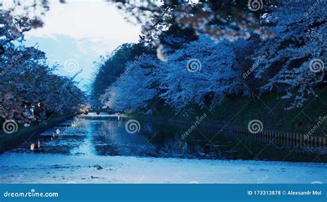 Cherry Blossoms By The Water Stock Photo Image Of Blossoms Landmark