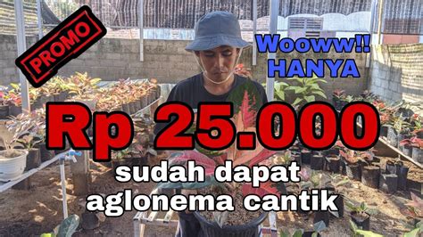 Aglonema Murah Ribu An Promo Special Youtube