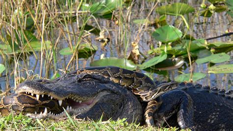 Burmese Pythons Rule Florida's Everglades | Fox News