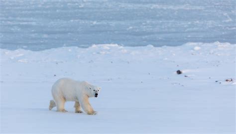 How Do Polar Bears Camouflage? | Sciencing