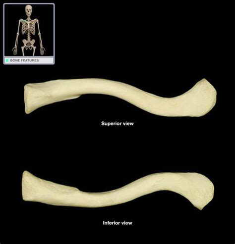 Ch The Appendicular Skeleton Flashcards Quizlet