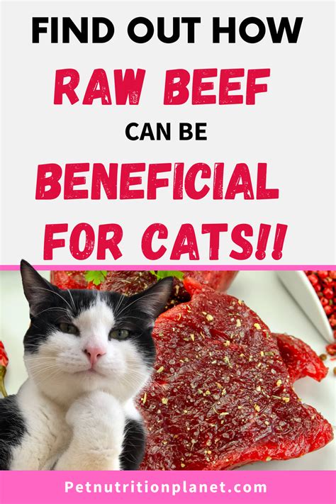 Can Cats Have Raw Beef Dennis Morley