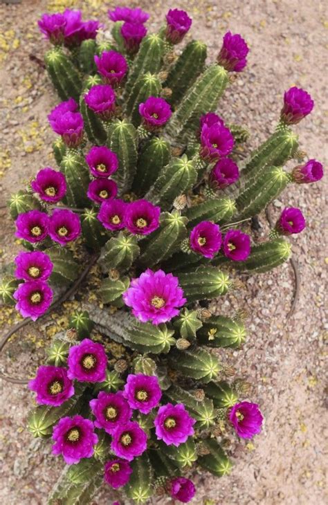 Hedgehog Cactus Echinocereus Viereckii Cactus Endurance My Heart