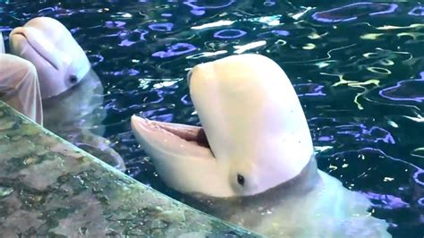 Beluga Whales In Shedd Aquarium Chicago Youtube