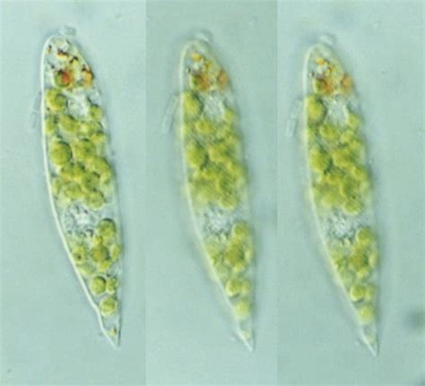 Protist Images: Euglena