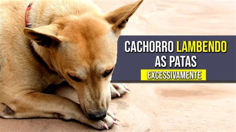 Cachorro Lambendo As Patas EXCESSIVAMENTE Como Resolver YouTube