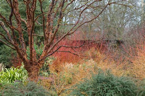 Cambridge University Botanic Garden's winter garden is a 'wonderland ...