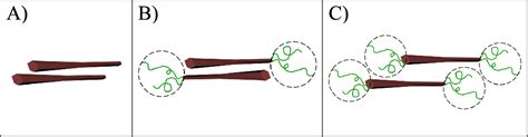 Cellulose Nanocrystal Allomorphs Morphology Self Assembly And