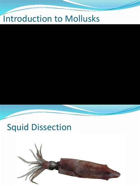 Squid Dissection Guide | Download Free PDF | Gill | Heart