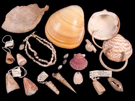 Prehistoric Shell Trade Archives Friends Of Flagstaff National Monuments