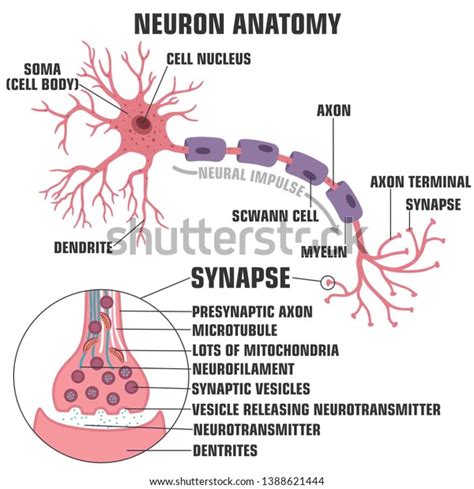 Neuron Diagram Synapse