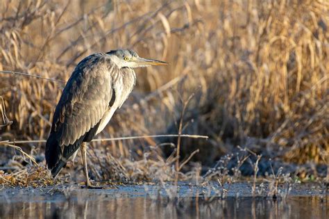 Héron Cendré Ardea Cinerea Guillaume Nioncel Flickr