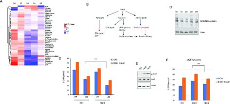 Metabolomic Reprogramming During Chronic Lapatinib Treatment A