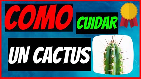 Como Cuidar Un Cactus🌵las 5 Claves Para Mantener Tus Cactus Saludables Y Vigorosos💥 Youtube