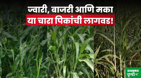 Fodder Crops Cultivation या महिन्यातच करा ज्वारी बाजरी आणि मका या चारा पिकांची लागवड Hello