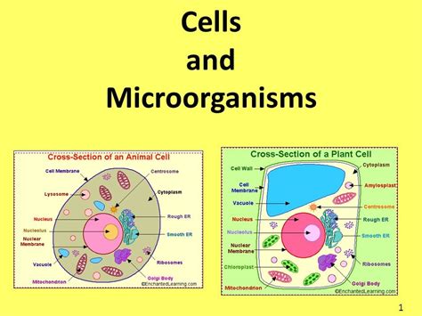 Cells And Microbes Diagram Quizlet