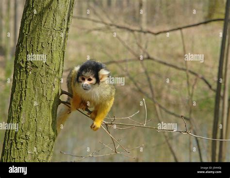 tree primates cute squirrel monkey baumbewohner cebidae haplorhini ...