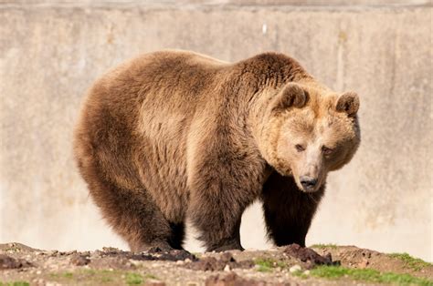 Fotos e imágenes de osos muy tiernos Lovely bears BANCO DE IMÁGENES